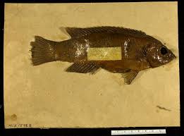 Image result for Tautogolabrus adspersus