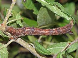 Attēlu rezultāti vaicājumam “Selenia dentaria imago”