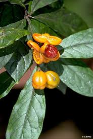 Attēlu rezultāti vaicājumam “Physarum rubiginosum”