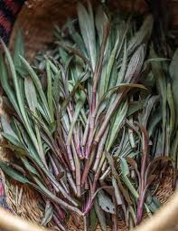Attēlu rezultāti vaicājumam “Solidago canadensis fruit”