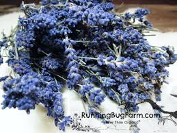 Attēlu rezultāti vaicājumam “Lavandula angustifolia bud”