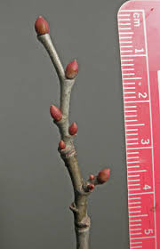 Attēlu rezultāti vaicājumam “Tilia americana”