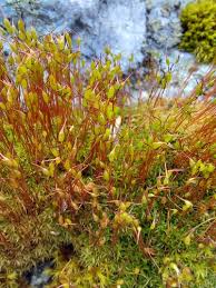 Attēlu rezultāti vaicājumam “Ceratodon purpureus sporophyte”