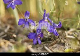 Attēlu rezultāti vaicājumam “Consolida regalis bud”