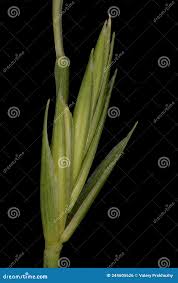 Attēlu rezultāti vaicājumam “Elytrigia repens subsp. arenosa”