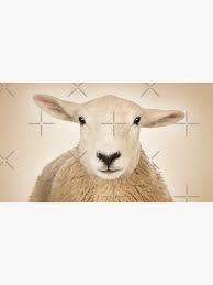 Image result for sheeple