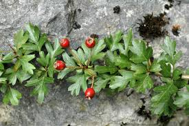 Attēlu rezultāti vaicājumam “Crataegus monogyna fruit”