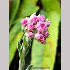 Attēlu rezultāti vaicājumam “Antennaria dioica fruit”