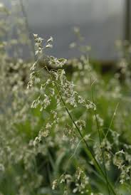 Attēlu rezultāti vaicājumam “Hierochloe odorata”