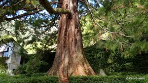 Image result for Mammutbaum