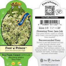 Attēlu rezultāti vaicājumam “Herniaria glabra leaf”