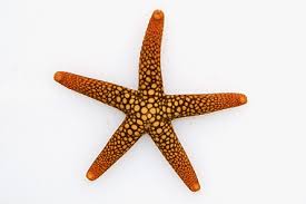 Attēlu rezultāti vaicājumam “Nardia geoscyphus”