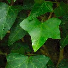 Attēlu rezultāti vaicājumam “Hedera helix  leaf”