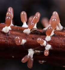 Attēlu rezultāti vaicājumam “Diachea leucopodia stalked”