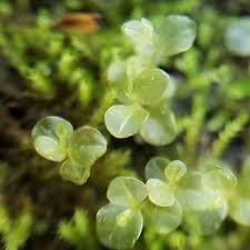 Attēlu rezultāti vaicājumam “Rhizomnium punctatum sporophyte”