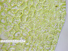 Attēlu rezultāti vaicājumam “Jungermannia hyalina”