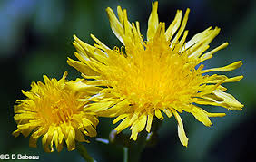 Attēlu rezultāti vaicājumam “Sonchus arvensis subsp. uliginosus flower”
