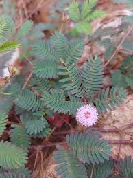 Image result for pohon semalu images