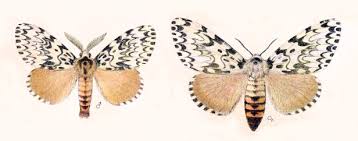 Attēlu rezultāti vaicājumam “Lymantria monacha pupa”