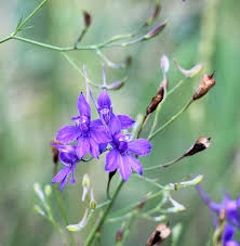 Attēlu rezultāti vaicājumam “Consolida regalis flower”