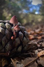 Attēlu rezultāti vaicājumam “Mycena purpureofusca”