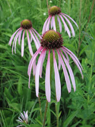 Image result for Echinacea pallida