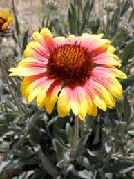 Image result for Gaillardia pulchella