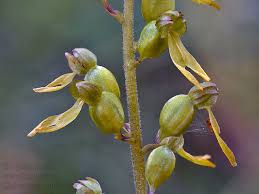 Attēlu rezultāti vaicājumam “Listera ovata fruit”
