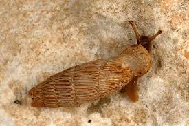 Attēlu rezultāti vaicājumam “Clausiliidae”