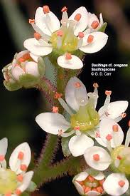 Attēlu rezultāti vaicājumam “Saxifragaceae”