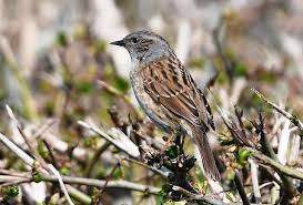 Attēlu rezultāti vaicājumam “Prunella modularis”