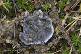 Attēlu rezultāti vaicājumam “Phellodon niger”