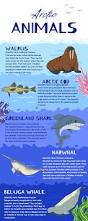 Image result for Arctogadus glacialis