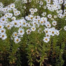 Image result for Leucanthemella serotina
