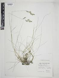 Attēlu rezultāti vaicājumam “Festuca arenaria”