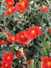 Attēlu rezultāti vaicājumam “Helianthemum nummularium leaf”