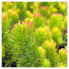 Attēlu rezultāti vaicājumam “Sedum rupestre leaf”