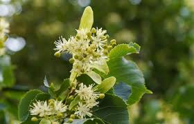 Attēlu rezultāti vaicājumam “Tilia cordata flower”