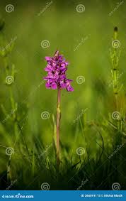 Attēlu rezultāti vaicājumam “Dactylorhiza traunsteineri”