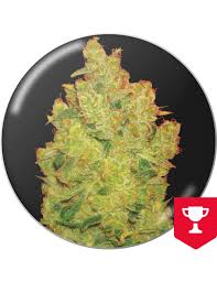 Resultado de imagen para la marihuana channel