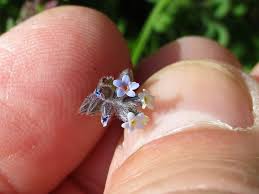 Attēlu rezultāti vaicājumam “Badhamia dubia sessile”