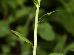 Attēlu rezultāti vaicājumam “Thlaspi arvense”