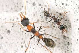 Image result for ytong ants