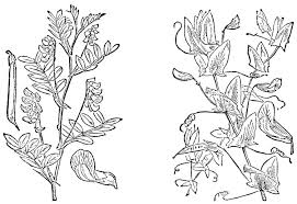 Attēlu rezultāti vaicājumam “Lathyrus niger leaf”