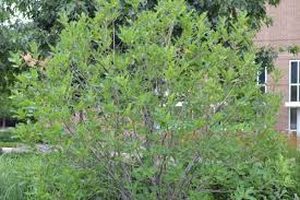 Attēlu rezultāti vaicājumam “Chionanthus virginicus leaf”