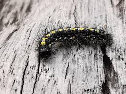 Attēlu rezultāti vaicājumam “Callimorpha dominula larva”