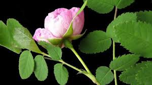 Attēlu rezultāti vaicājumam “Rosaceae”