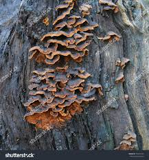 Attēlu rezultāti vaicājumam “Hymenochaete rubiginosa”