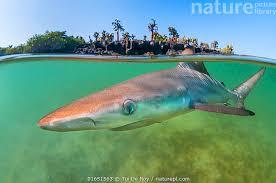 Image result for Carcharhinus limbatus