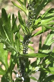 Attēlu rezultāti vaicājumam “Macrosiphoniella absinthii”